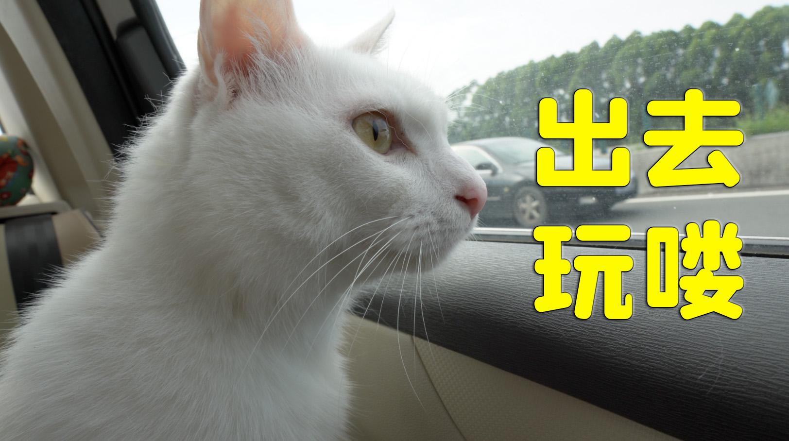 宠物大百科